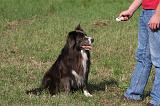 BORDER COLLIE - CLICKERS 009